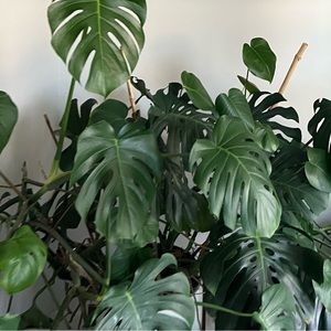 Meet your Posher, Tayo